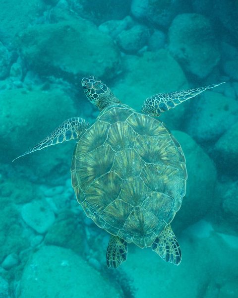 A sea turtle photographed underwater, straight from the camera